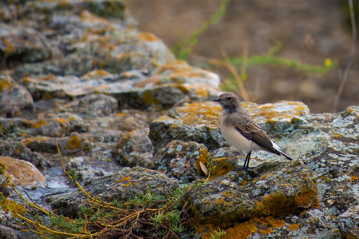 Pied Wheatear - ML623593967