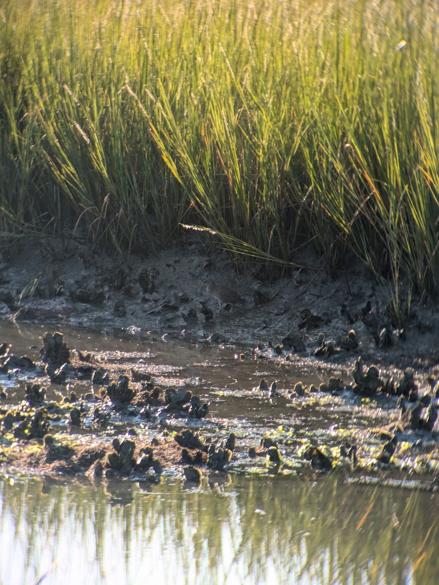 Clapper Rail - ML623593981