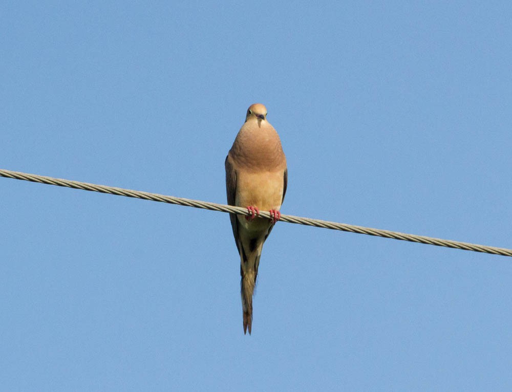 Mourning Dove - ML62359401