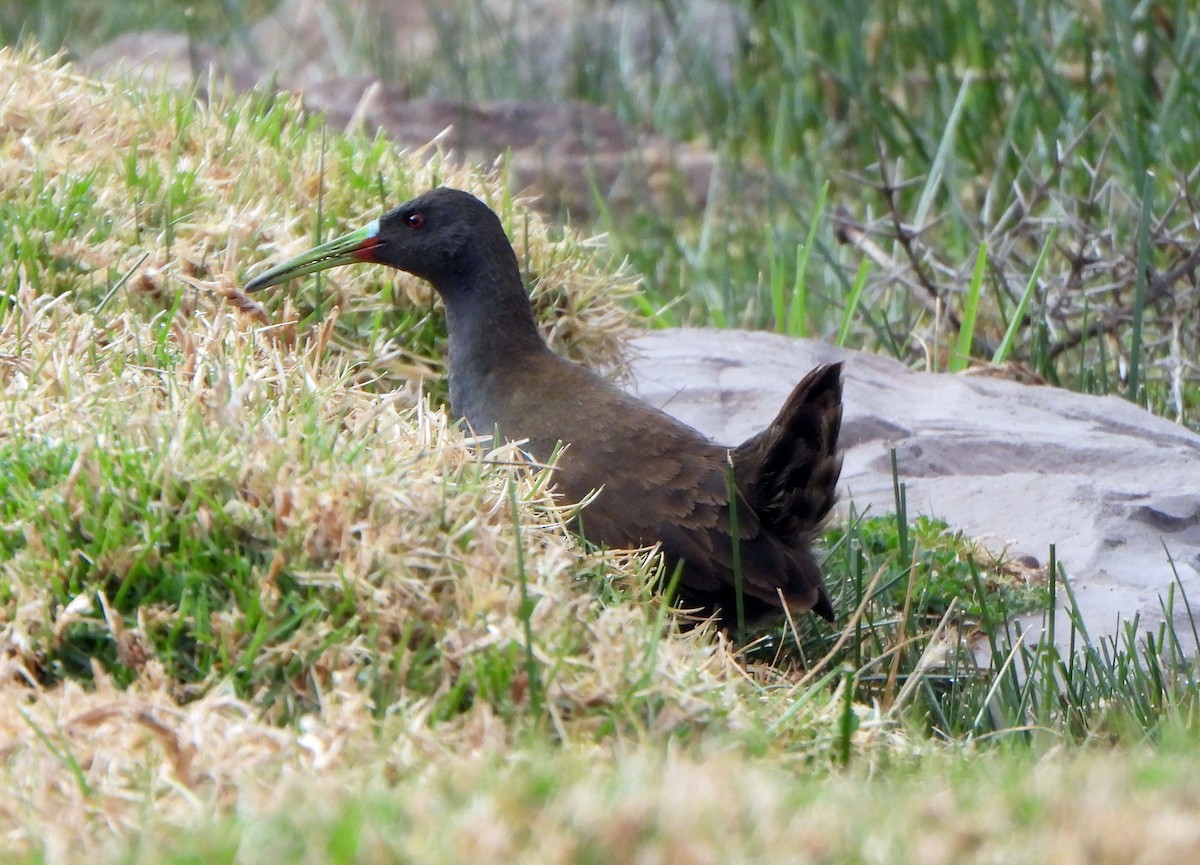 Plumbeous Rail - ML623594040