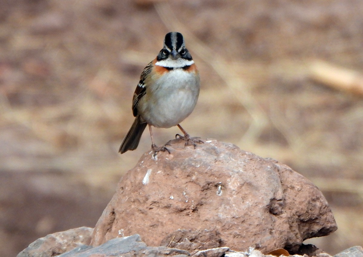 Rufous-collared Sparrow - Klaus Lachenmaier