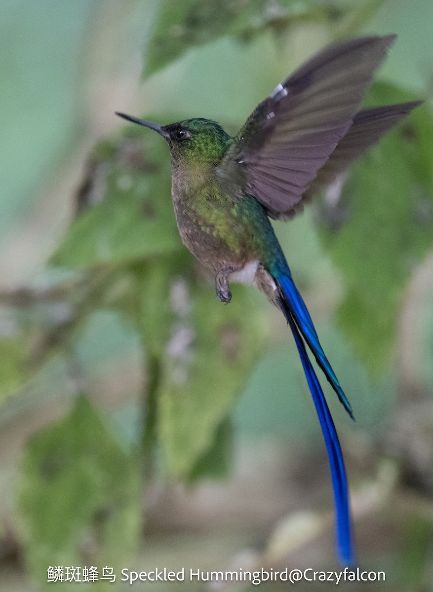 Violet-tailed Sylph - ML623594064