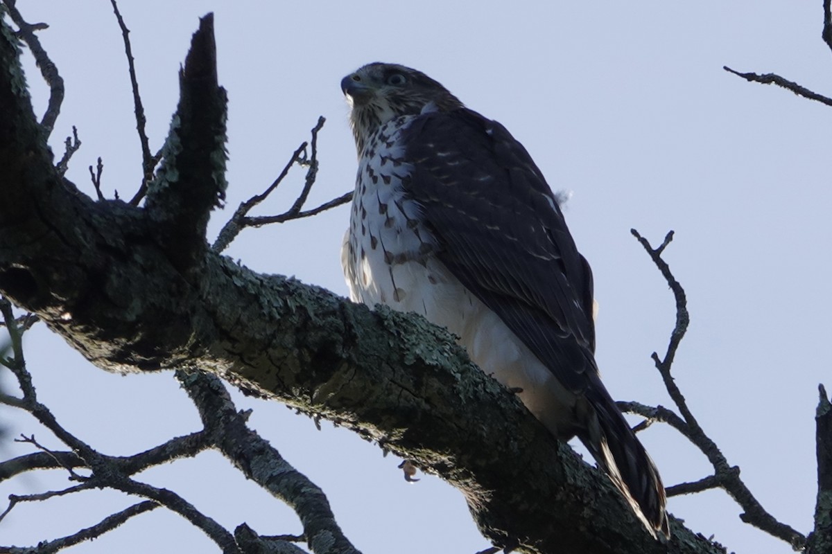 Cooper's Hawk - B P