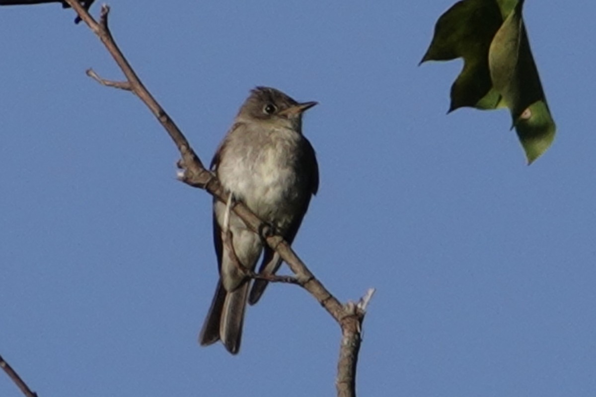 Eastern Wood-Pewee - B P