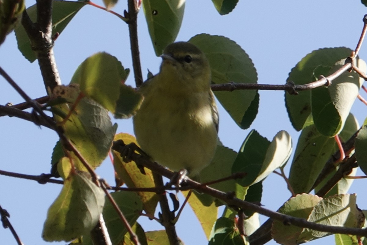 møllparula - ML623594093