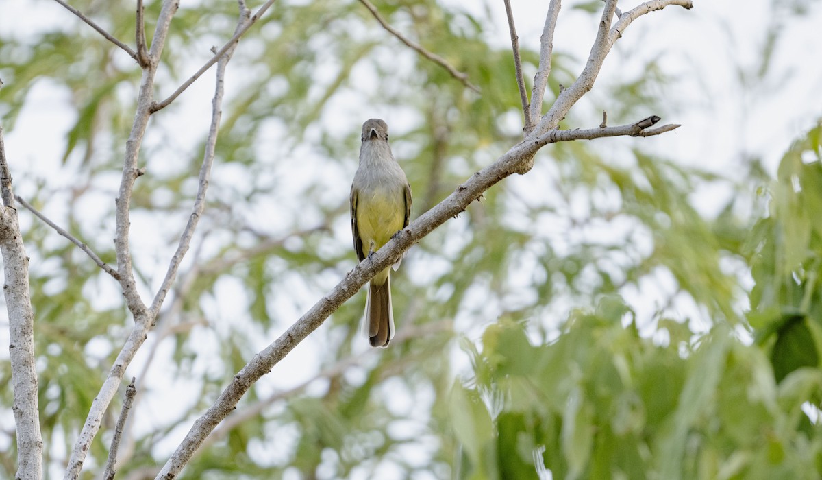 Nutting's Flycatcher (Nutting's) - ML623594110