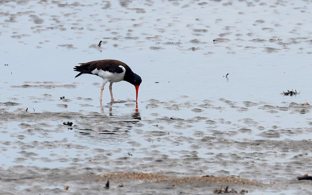 American Oystercatcher - ML623594130