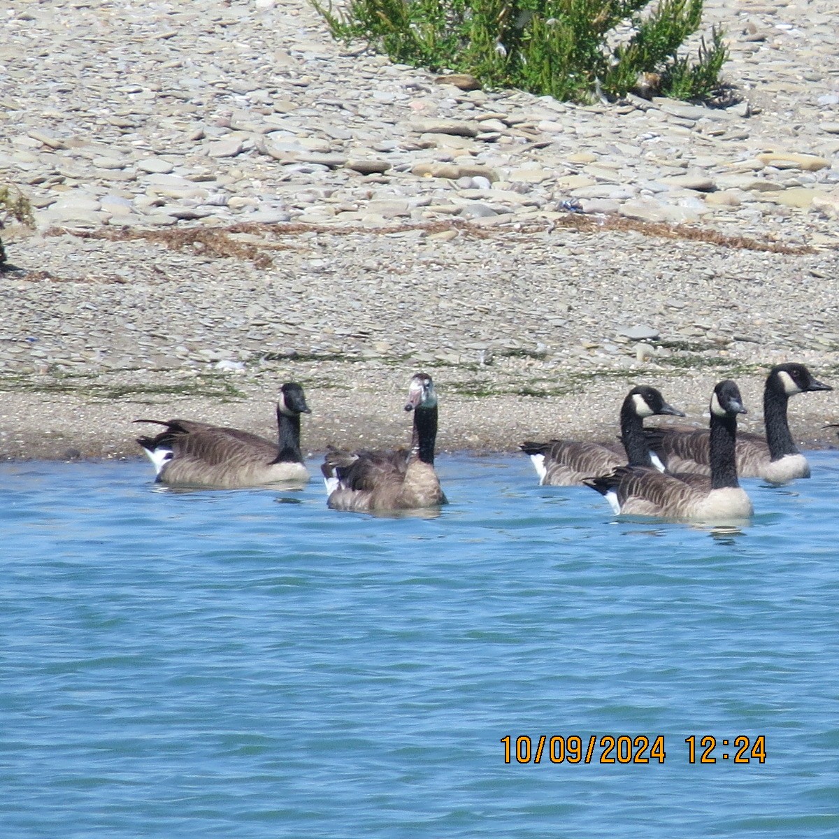 Domestic goose sp. x Canada Goose (hybrid) - ML623594135