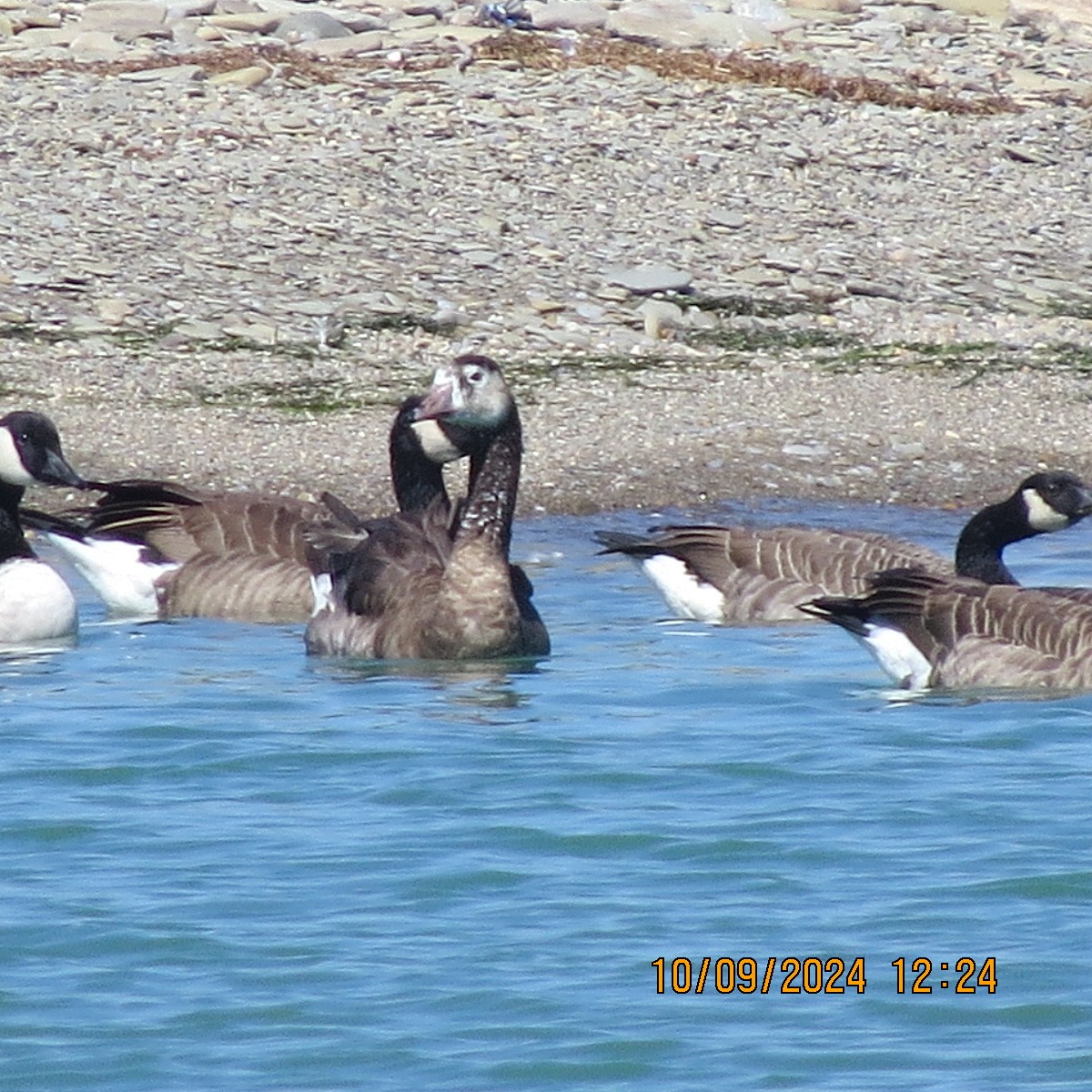 Domestic goose sp. x Canada Goose (hybrid) - ML623594139