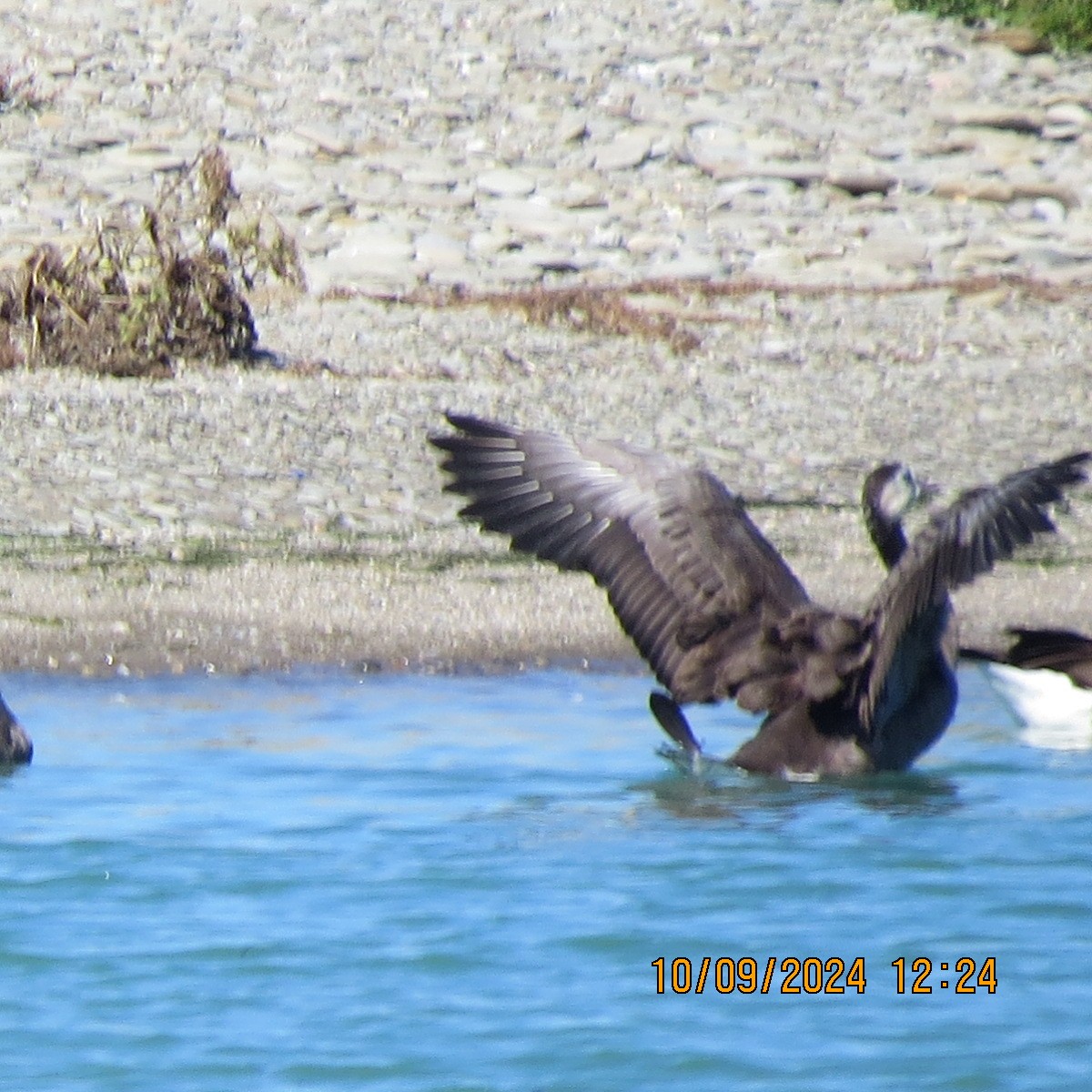 Domestic goose sp. x Canada Goose (hybrid) - ML623594146