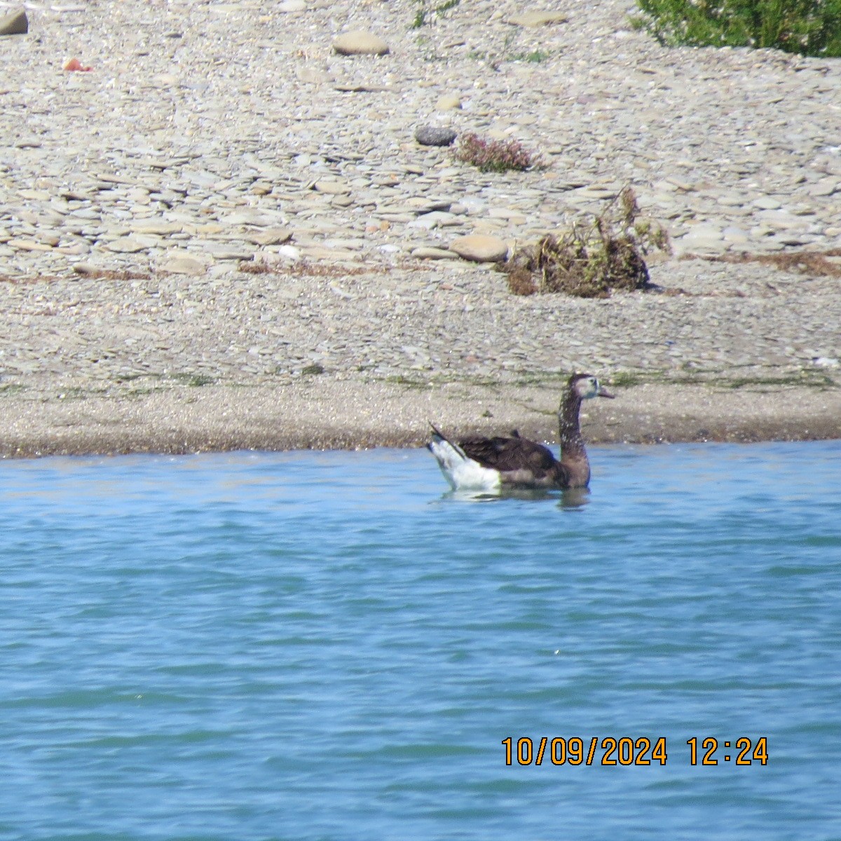 Domestic goose sp. x Canada Goose (hybrid) - ML623594147