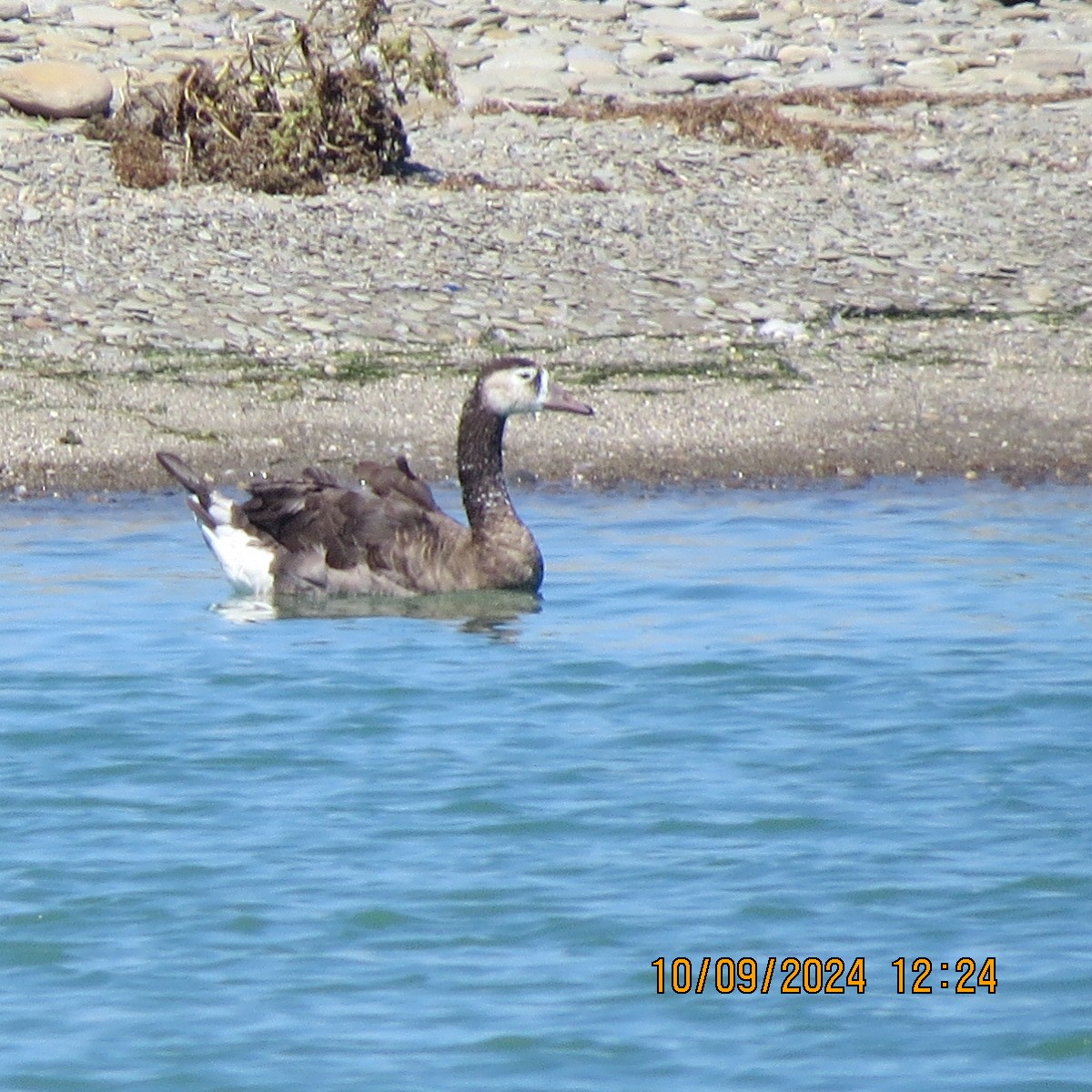 Domestic goose sp. x Canada Goose (hybrid) - ML623594149