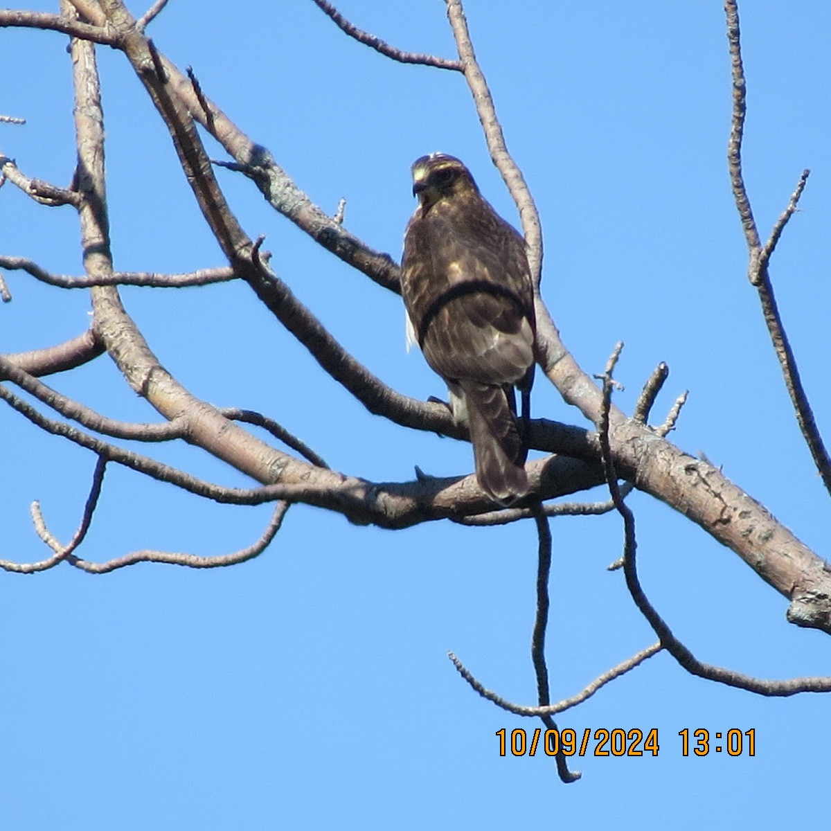 Broad-winged Hawk - Gary Bletsch