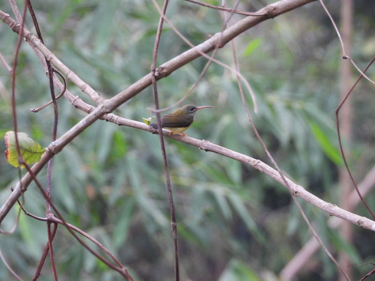 Little Spiderhunter - ML623594246