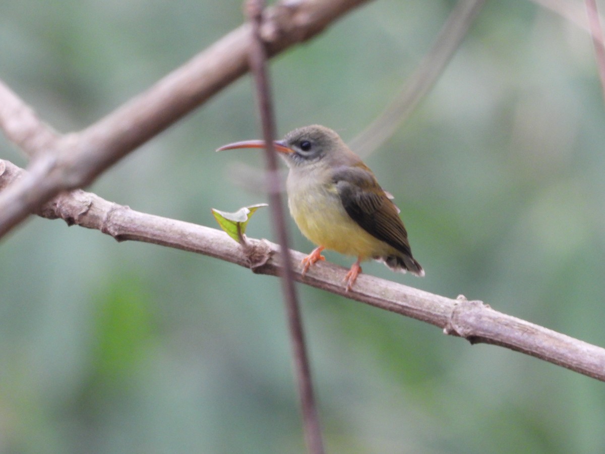 Little Spiderhunter - ML623594248