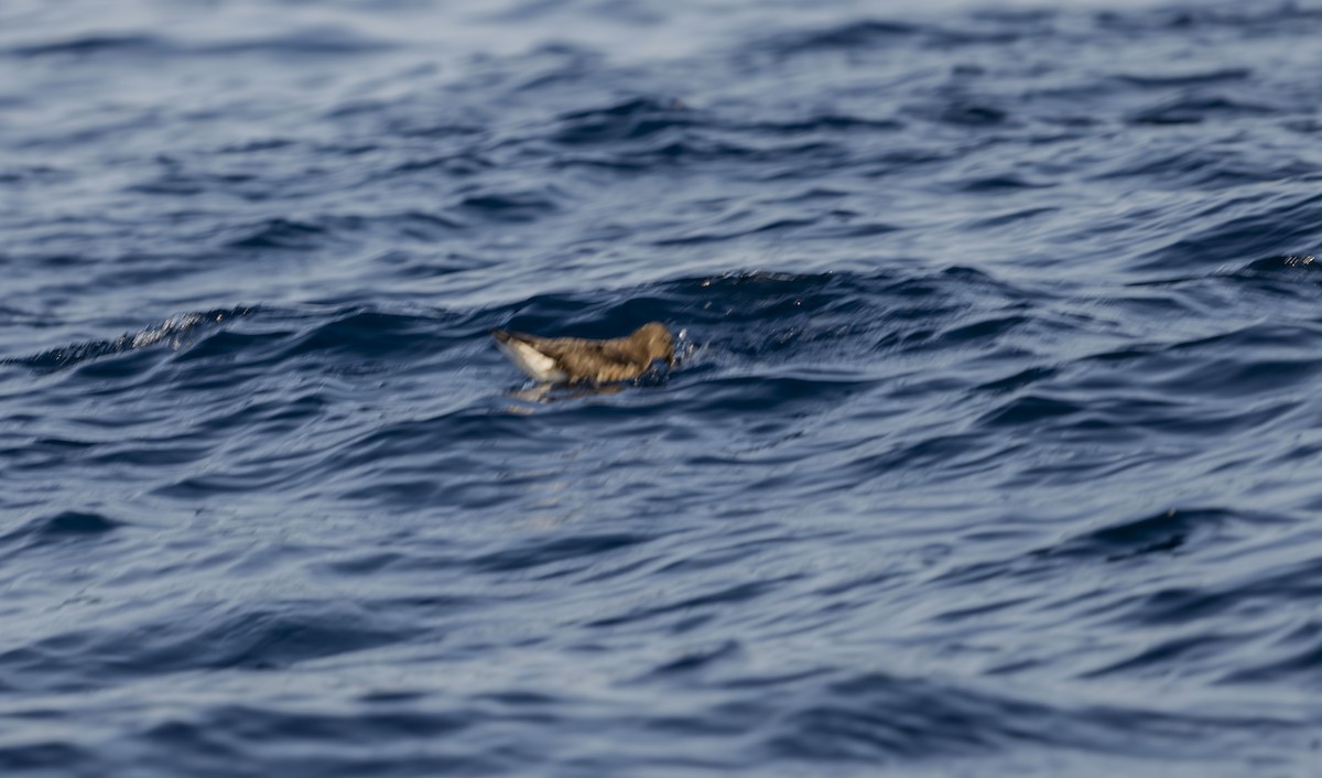 Tahiti Petrel - ML623594265