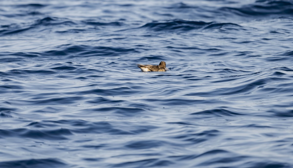 Tahiti Petrel - ML623594270