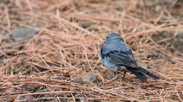 Tenerife Blue Chaffinch - ML623594271