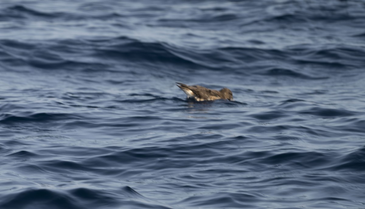 Tahiti Petrel - ML623594273