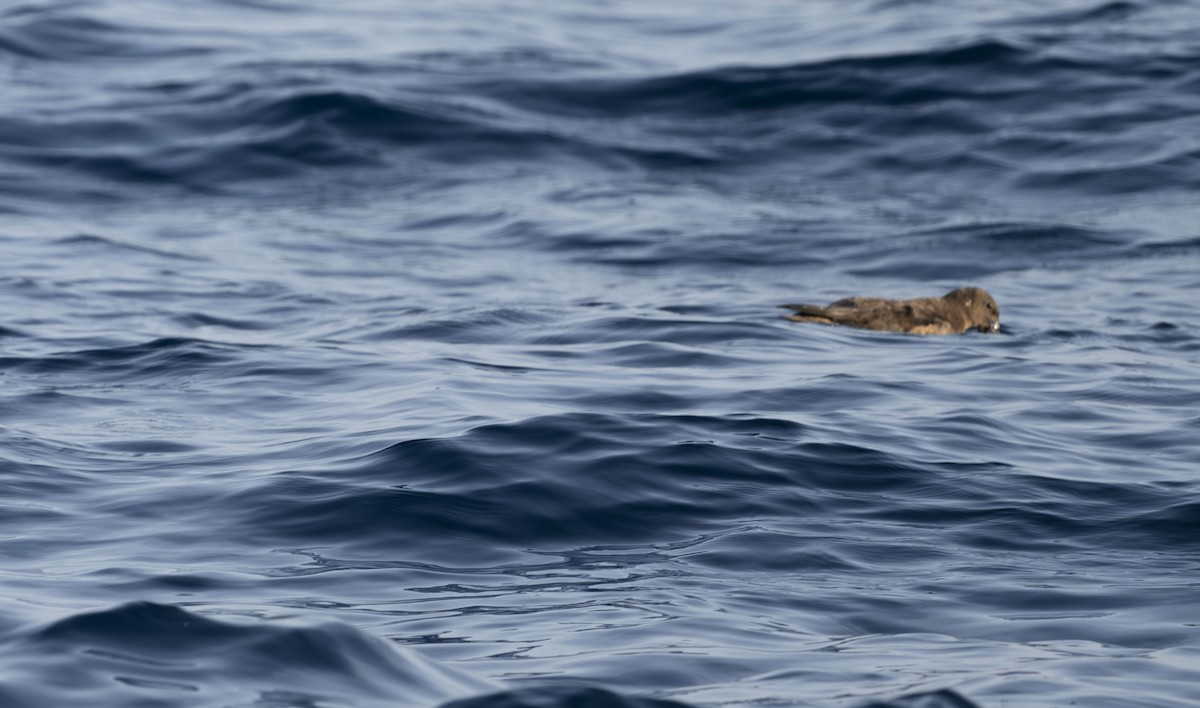 Tahiti Petrel - ML623594276