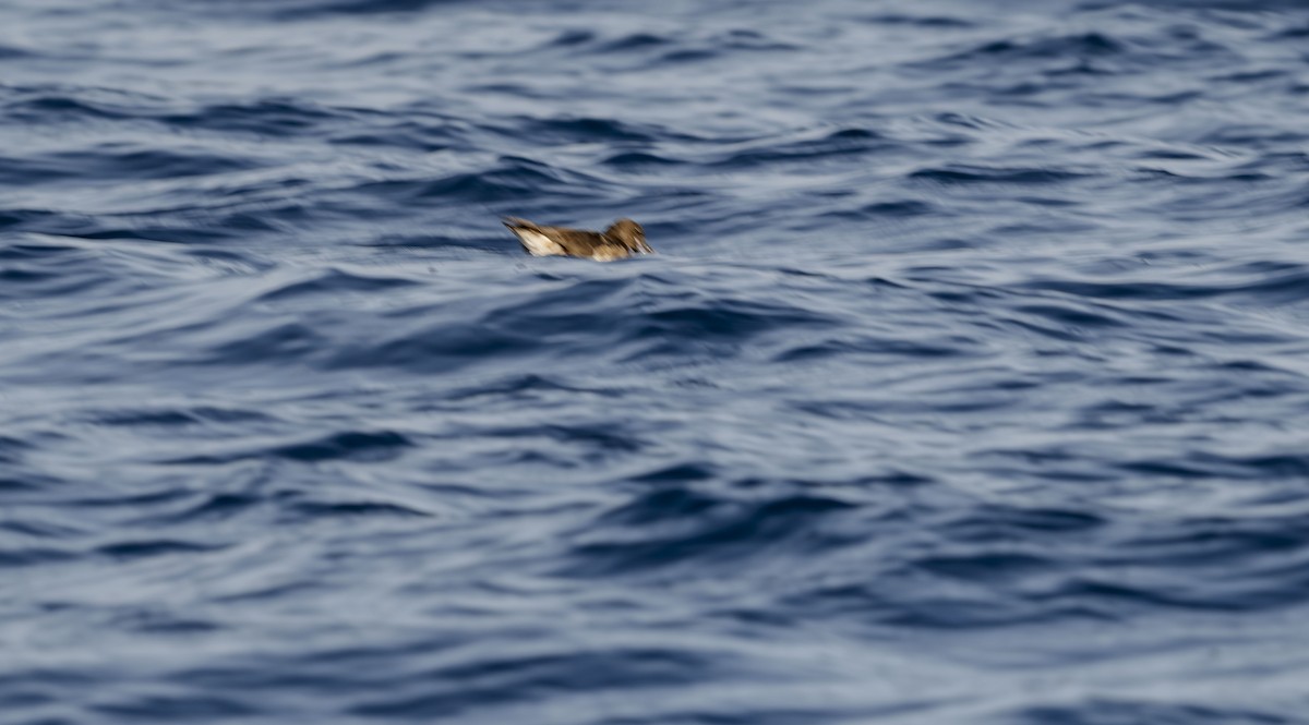 Tahiti Petrel - ML623594279