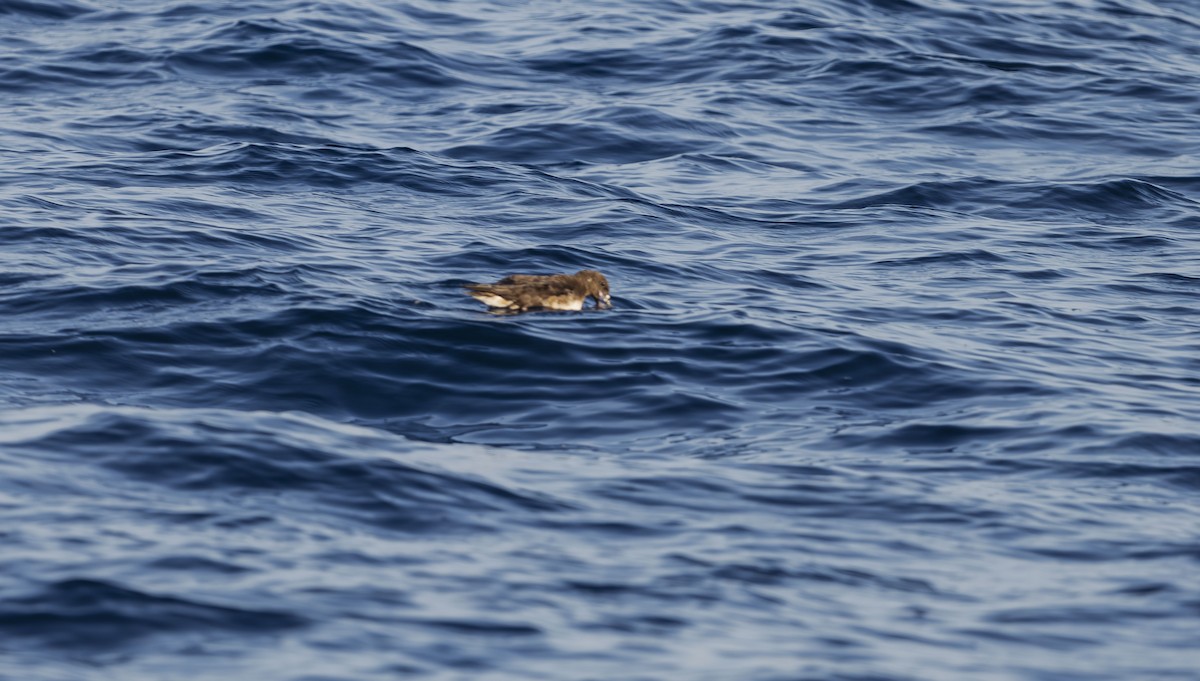 Tahiti Petrel - ML623594282