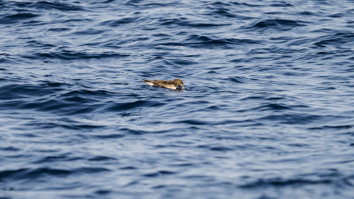 Tahiti Petrel - ML623594283