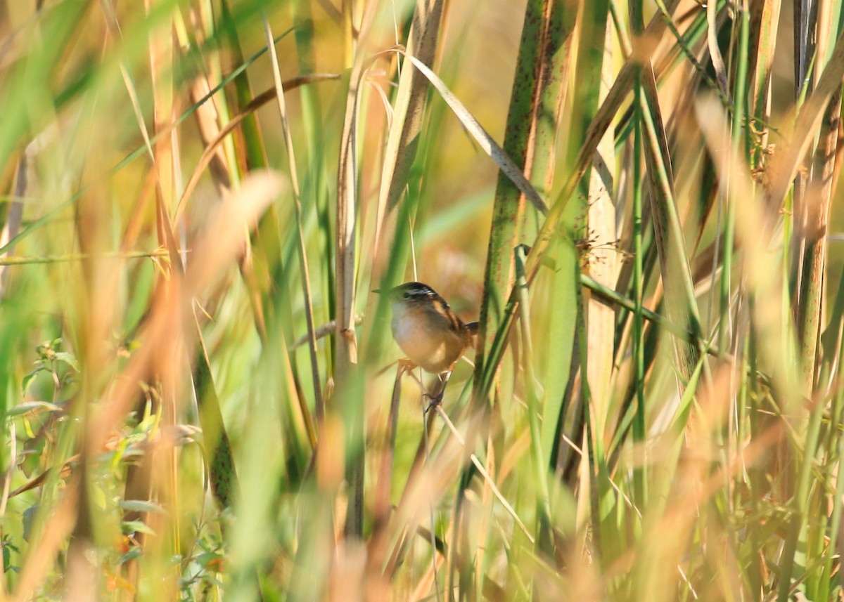 Marsh Wren - ML623594284