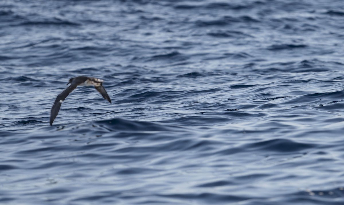 Tahiti Petrel - ML623594286