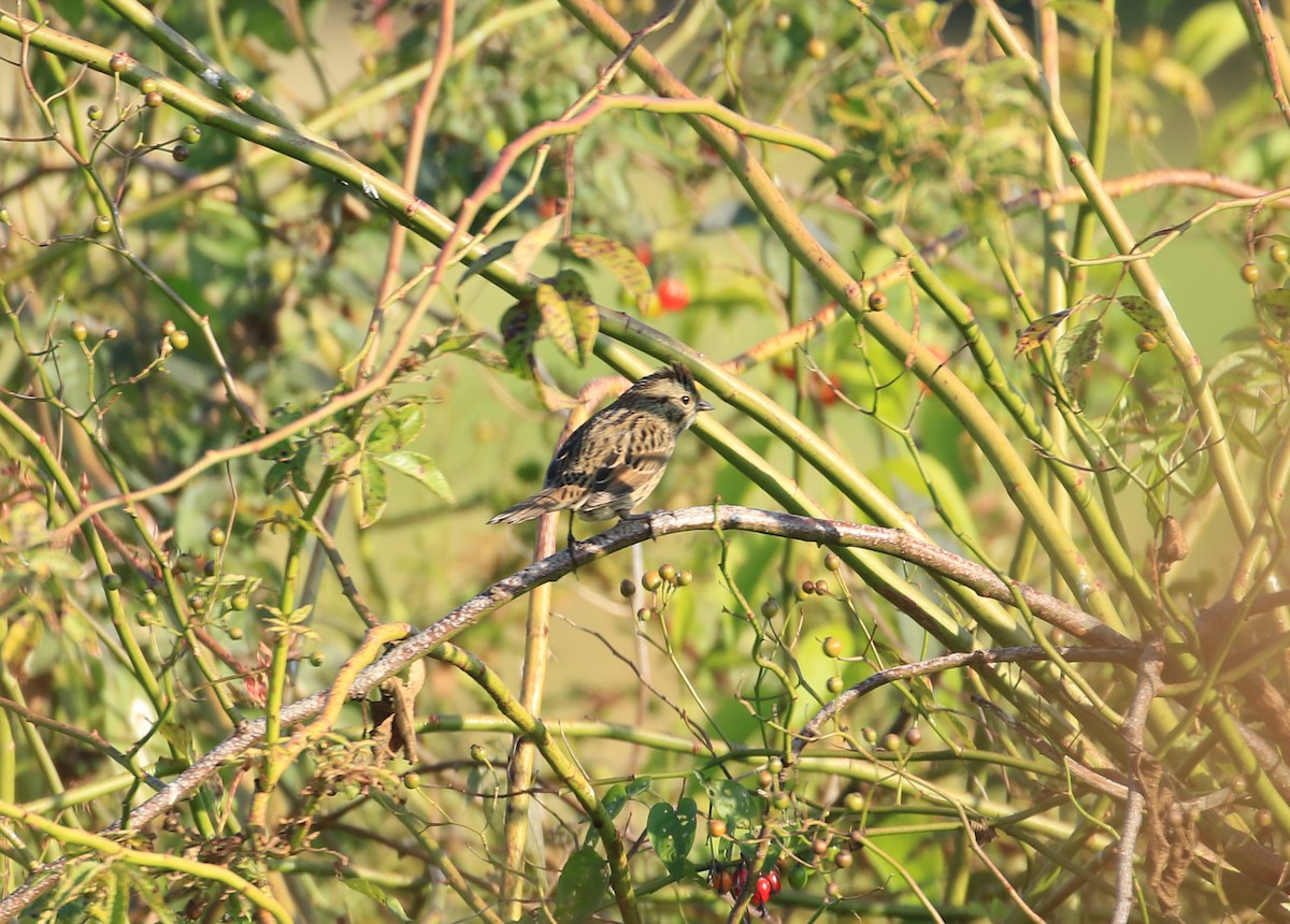 Lincoln's Sparrow - ML623594287