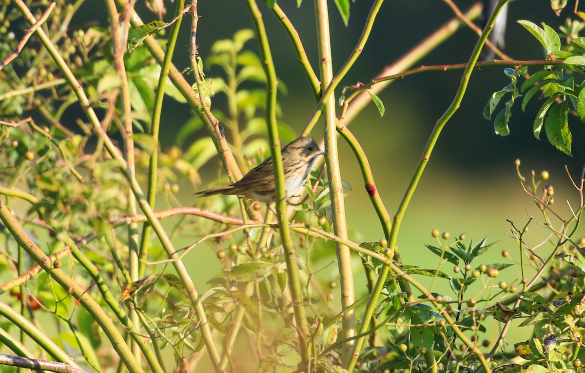 Lincoln's Sparrow - ML623594292