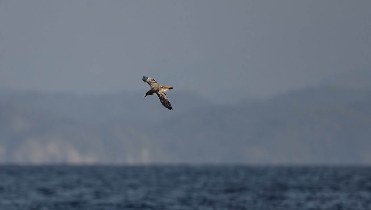 Tahiti Petrel - ML623594296