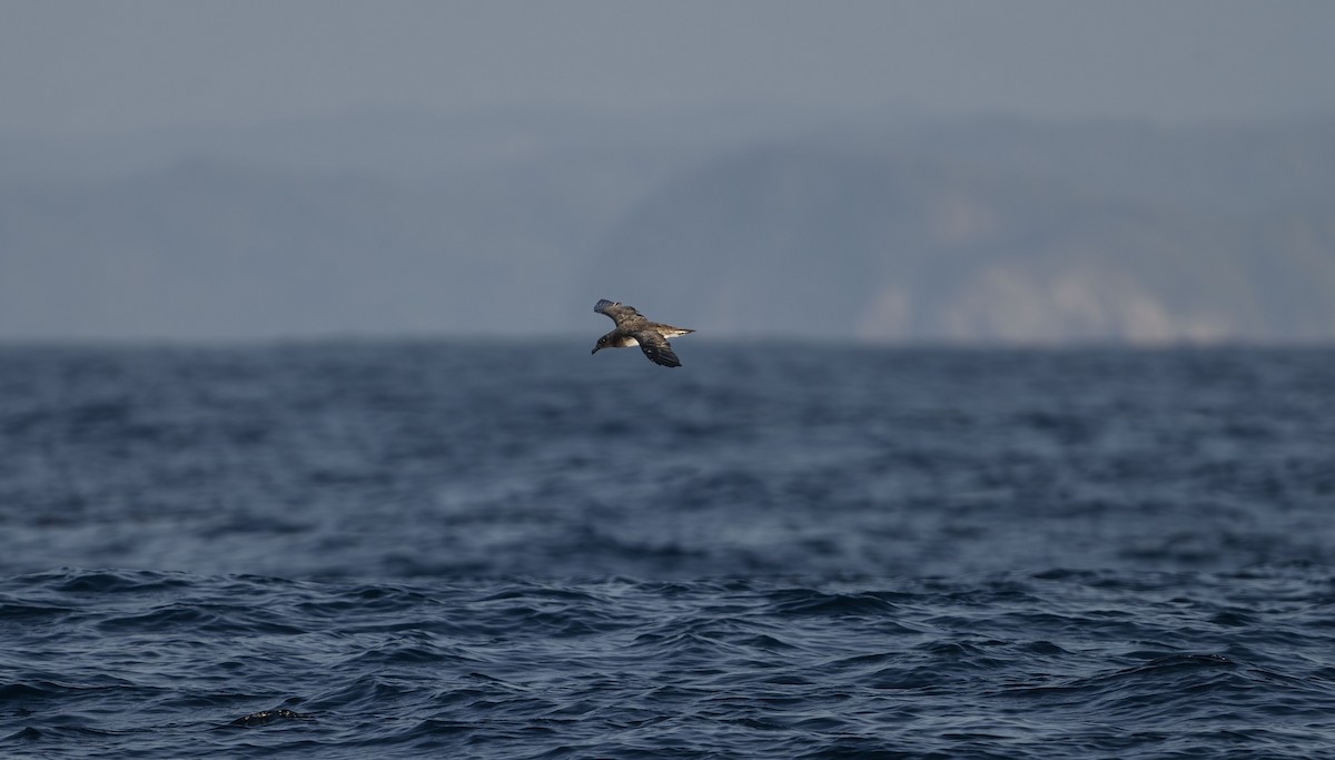 Tahiti Petrel - ML623594299