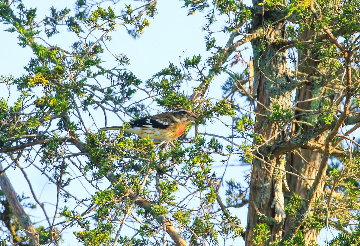 Rose-breasted Grosbeak - ML623594302