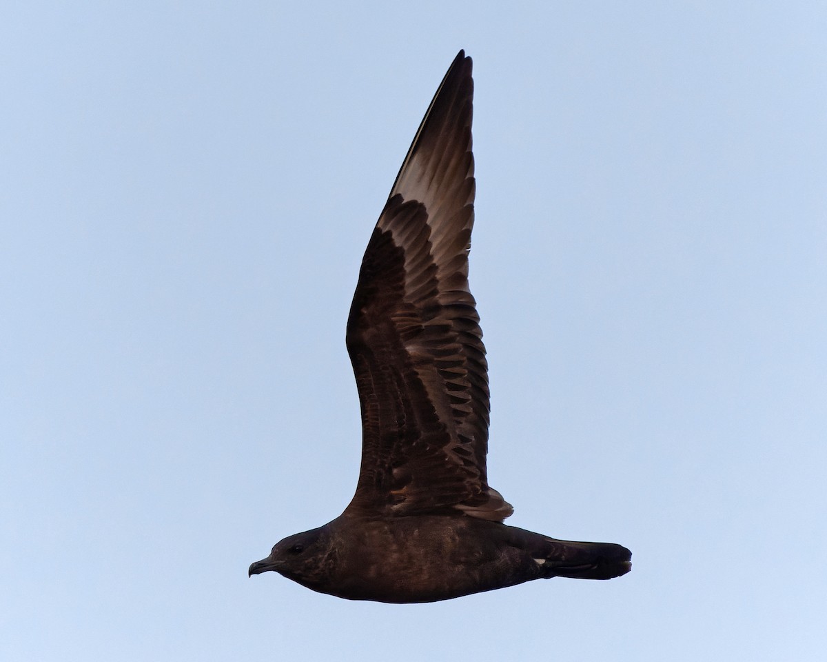 chaluha pomořská - ML623594477