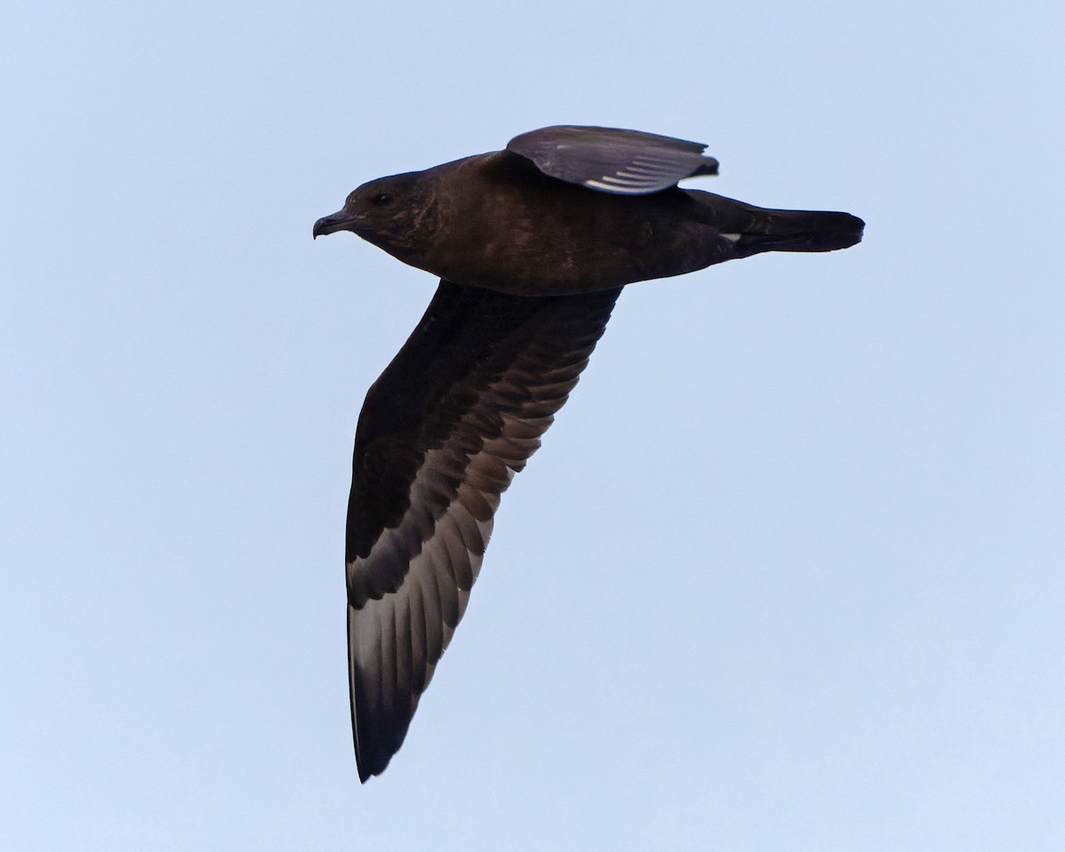 chaluha pomořská - ML623594479