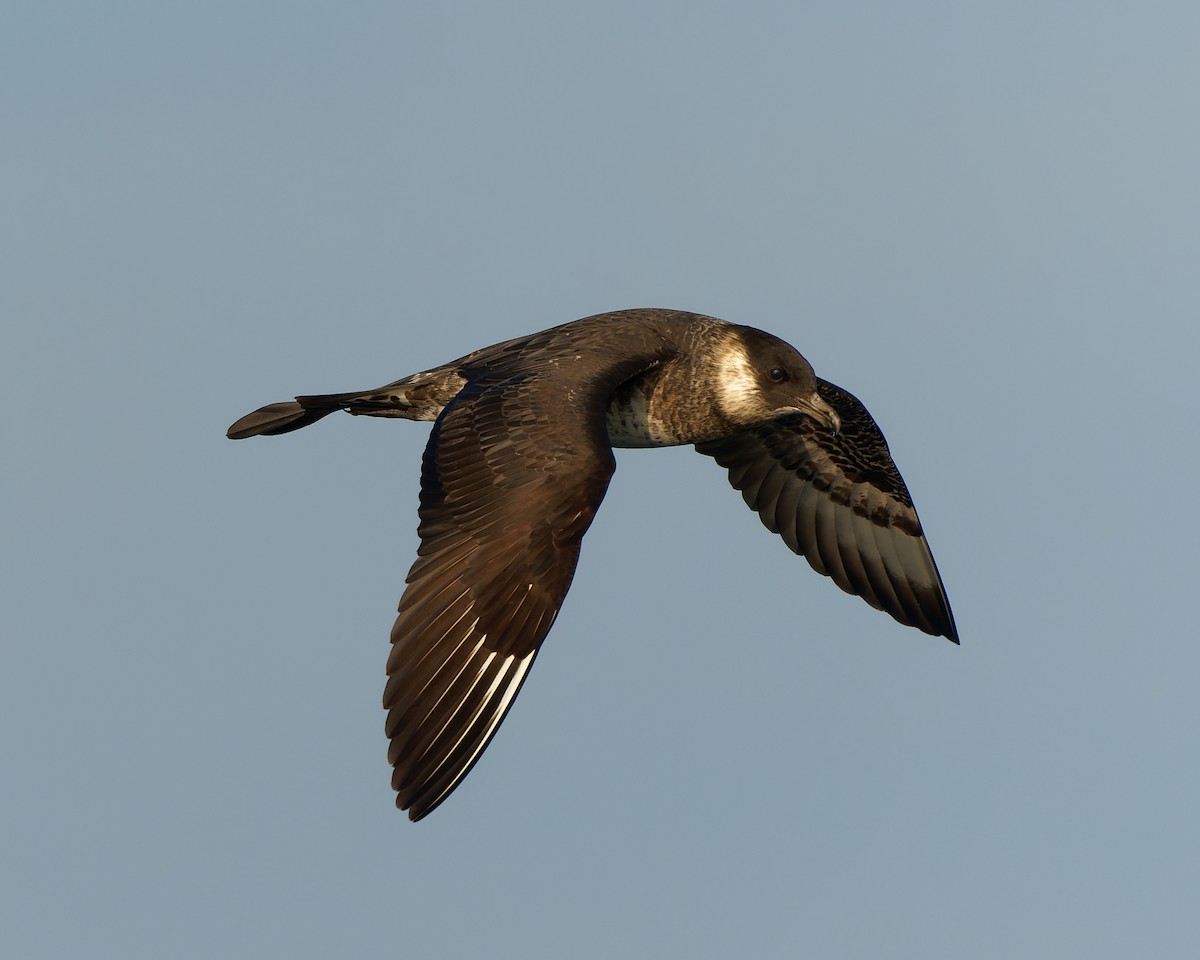 chaluha pomořská - ML623594480