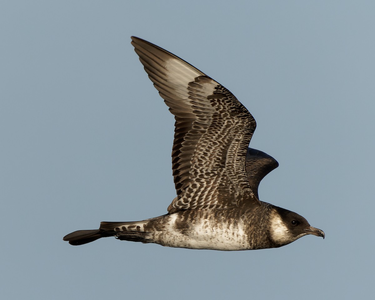 chaluha pomořská - ML623594482