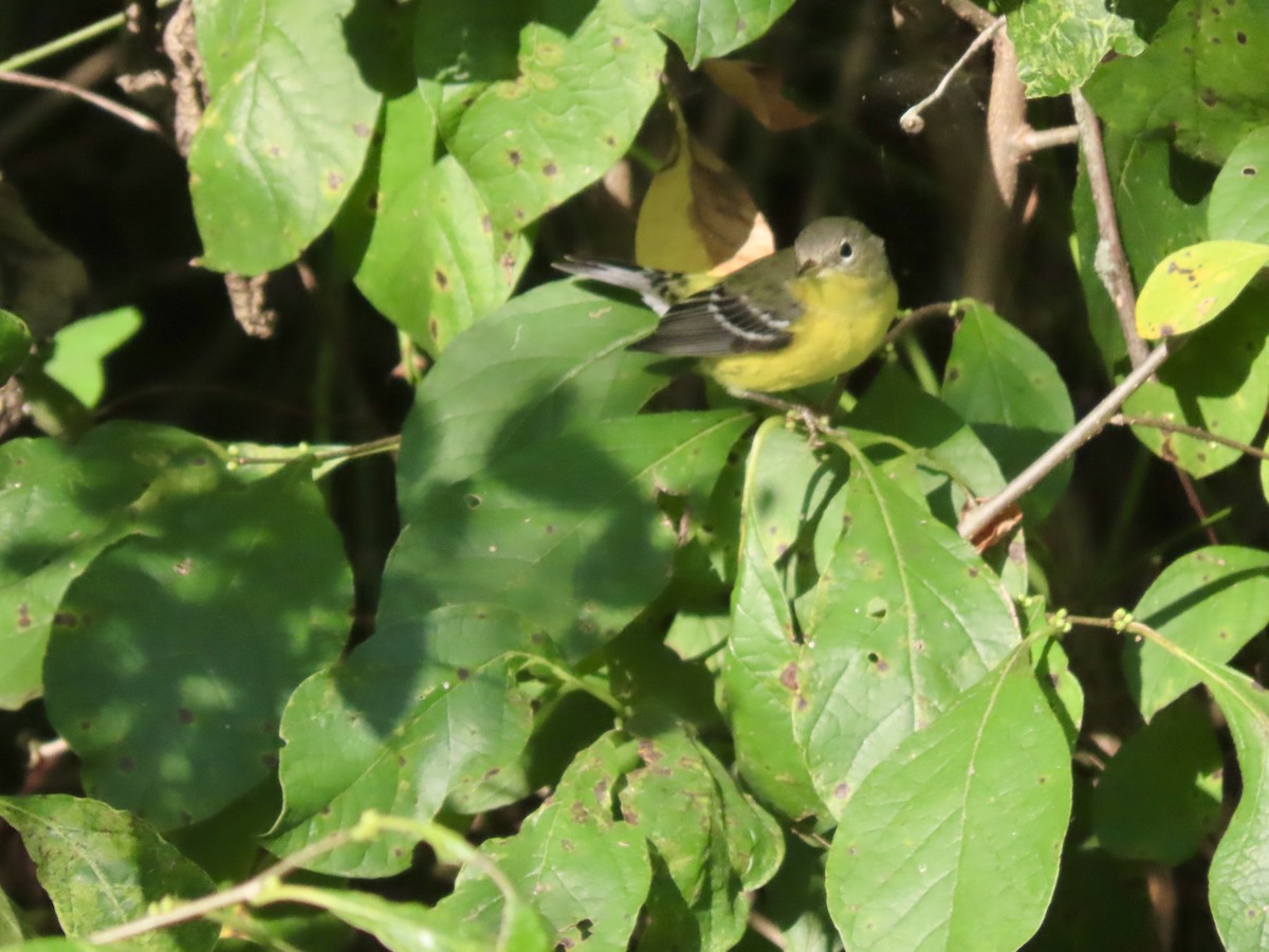 Magnolia Warbler - ML623594501