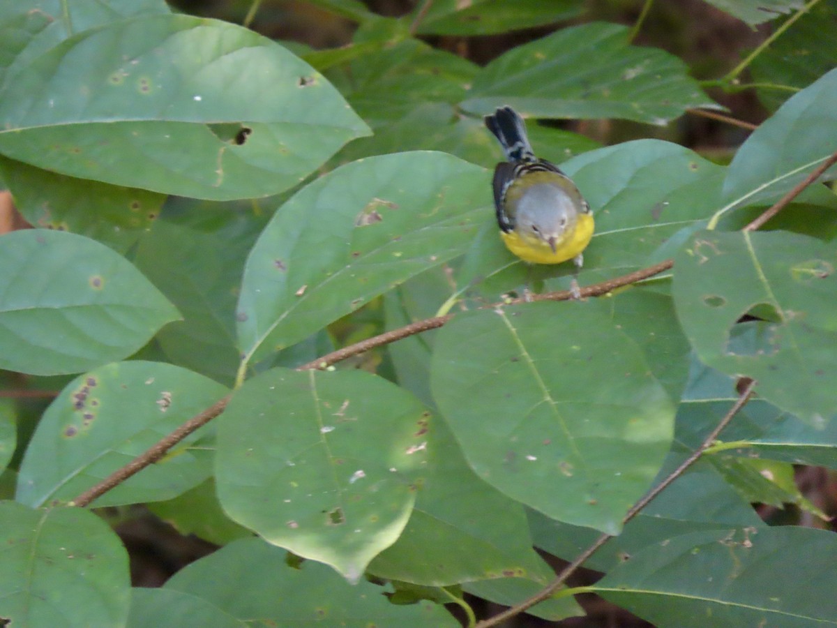 Magnolia Warbler - ML623594502