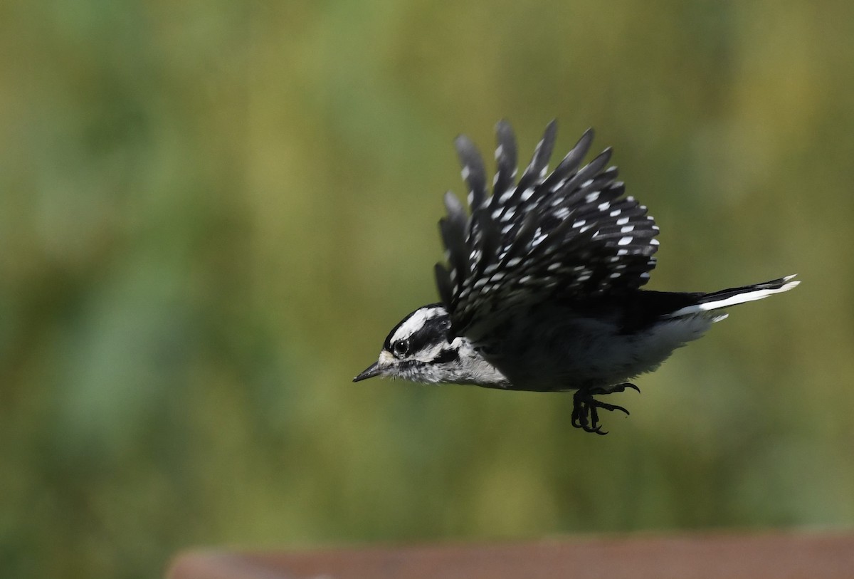 Downy Woodpecker - ML623594570