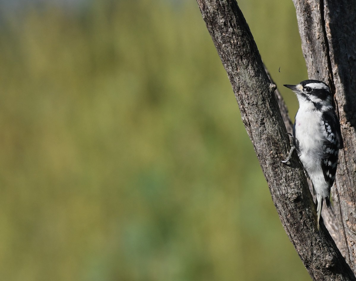 Downy Woodpecker - ML623594571