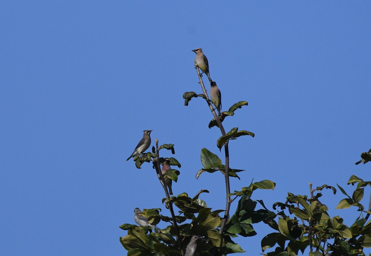 Cedar Waxwing - ML623594586