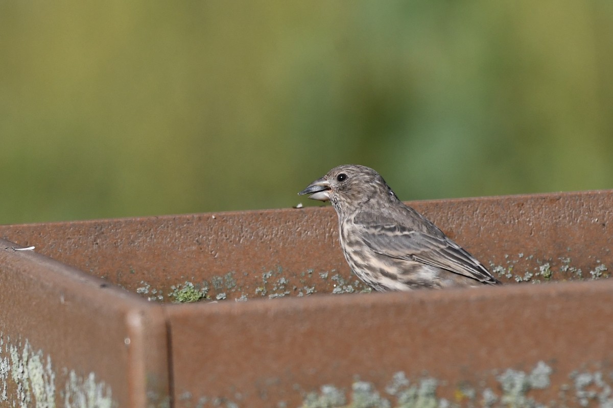 House Finch - ML623594590