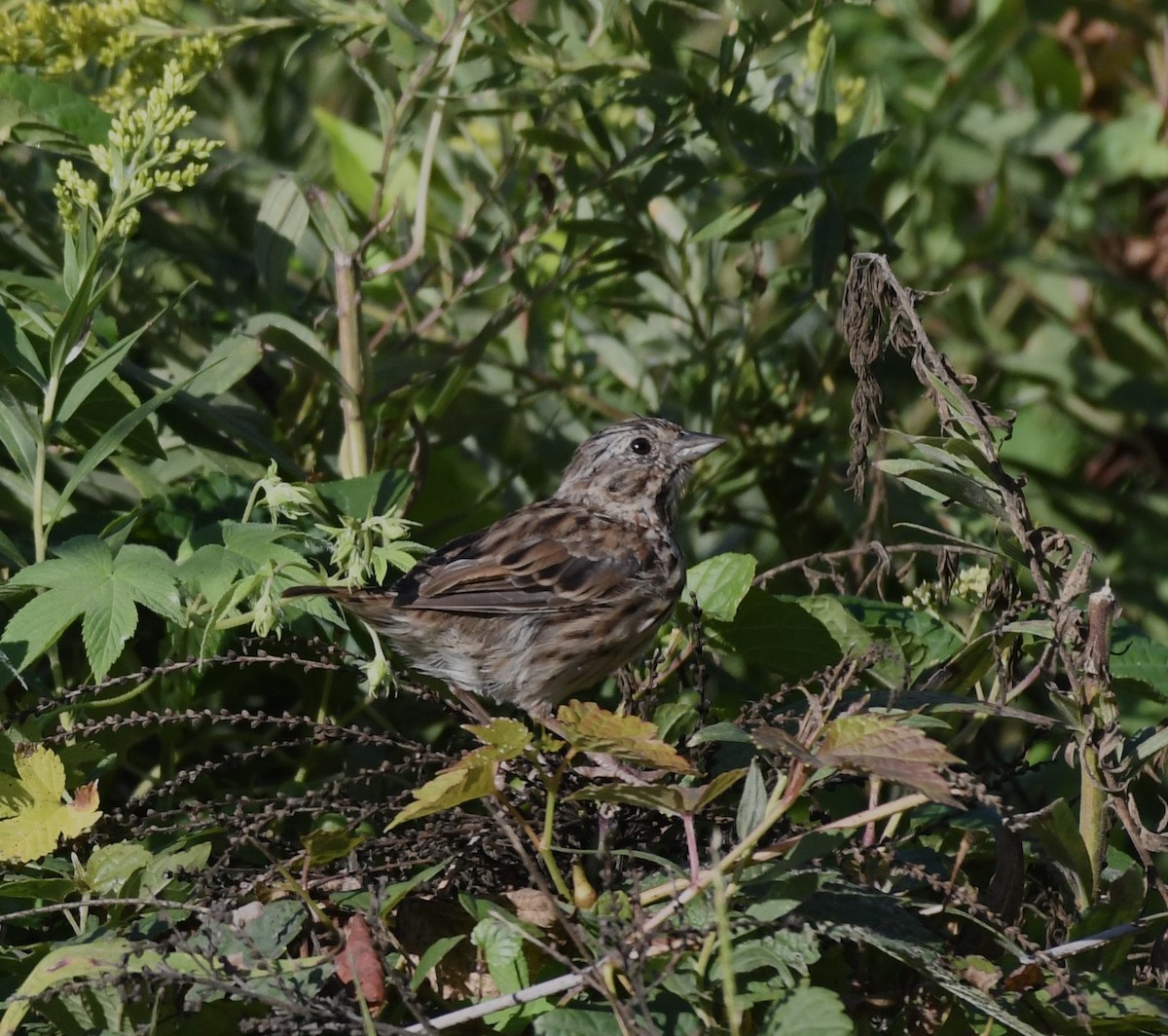 Song Sparrow - ML623594595