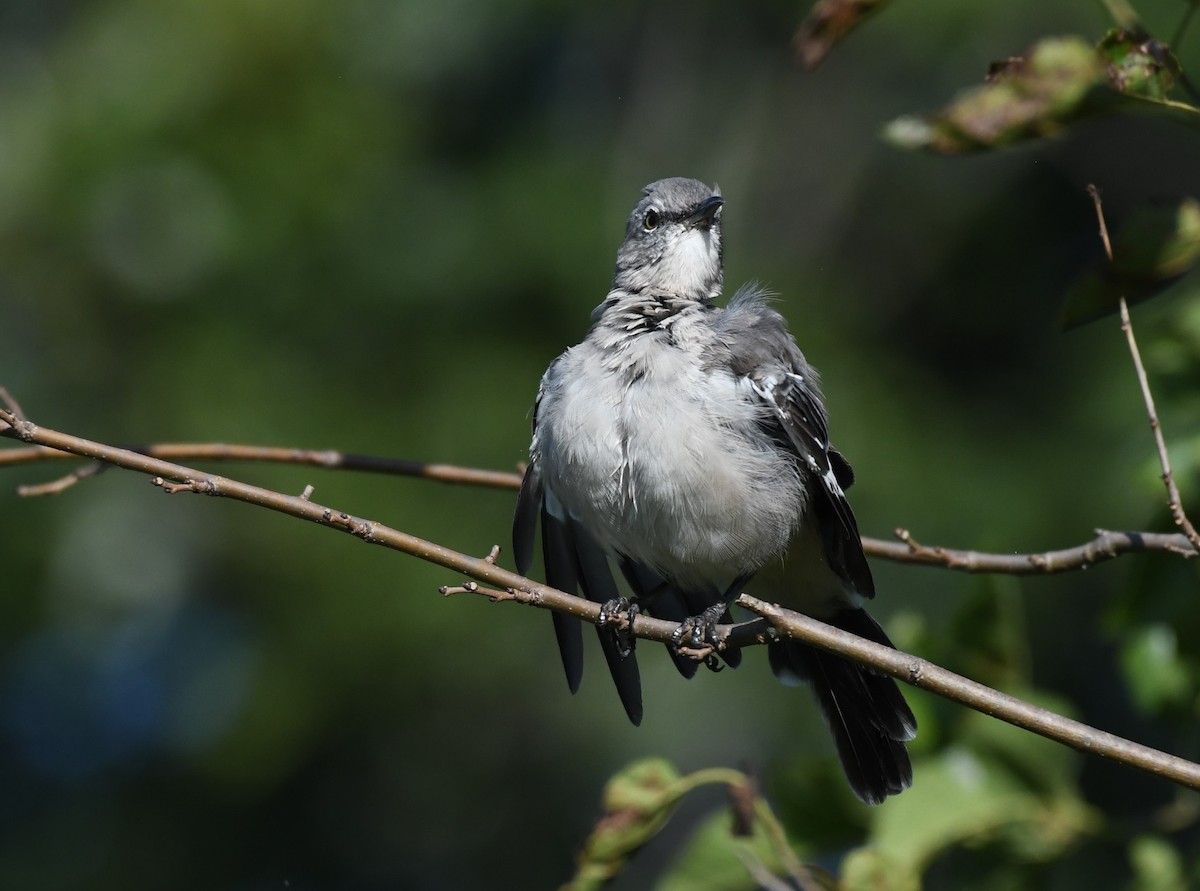 Northern Mockingbird - ML623594598