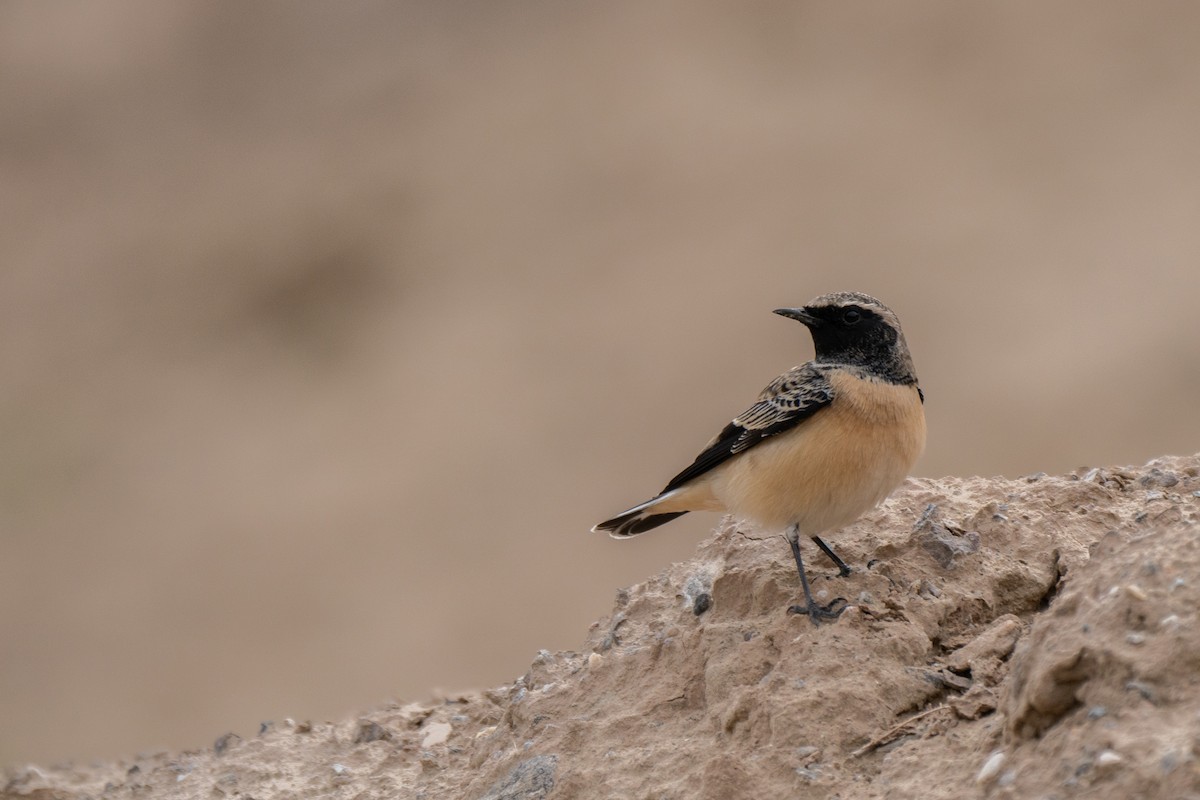 Pied Wheatear - ML623594605