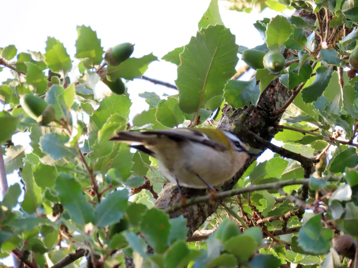 Common Firecrest - Francisco Javier Calvo lesmes