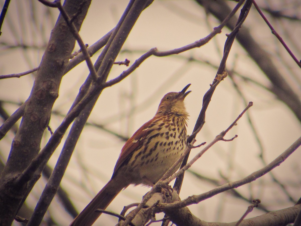 Brown Thrasher - ML623594698