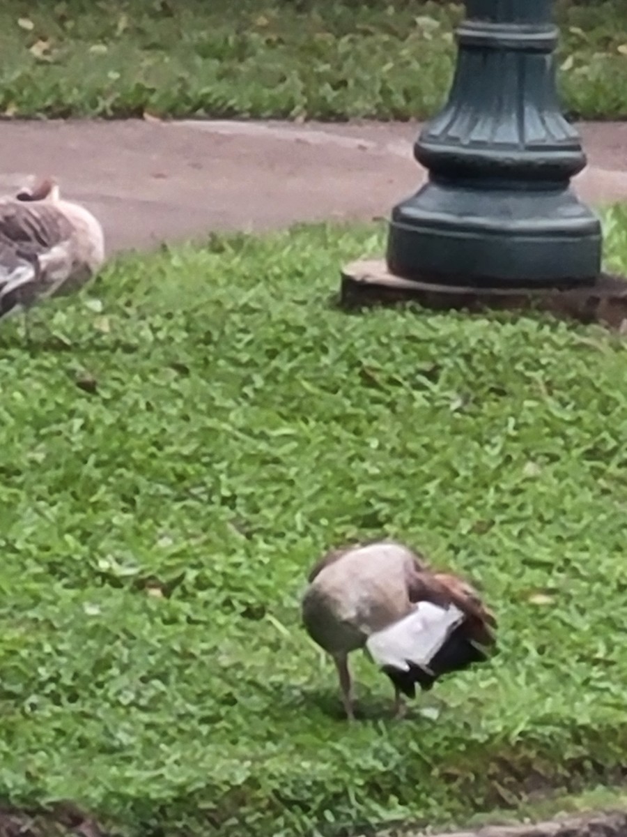 Egyptian Goose - ML623594725